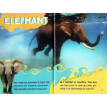 Scholastic Reader Level 2: Animal Secrets New Collection (4 books)
